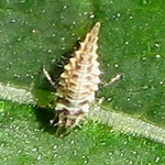 Lacewing Larva