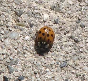 Multicolored Asian Lady Beetle