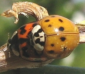 Lady Bug