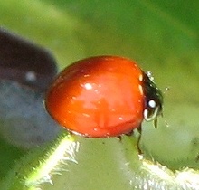 Spotless Ladybird Beetle