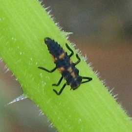 Lady Bug Nymph