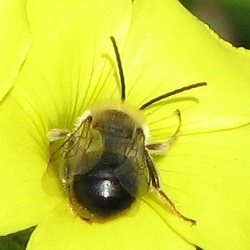 Long-horned Bee