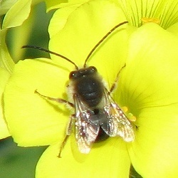 Long-horned Bee