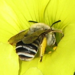 Long-horned Bee