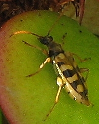 Longhorned Beetle