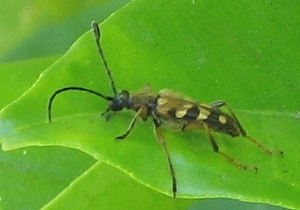 Longhorned Beetle