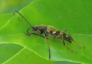 Longhorned Beetle