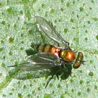 Longlegged Fly