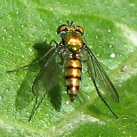 Longlegged Fly