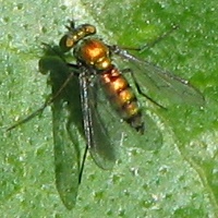 Longlegged Fly