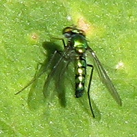 Longlegged Fly