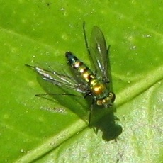 Longlegged Fly