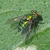 Longlegged Fly