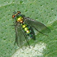 Longlegged Fly