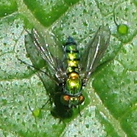 Longlegged Fly