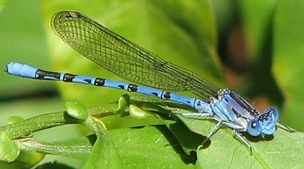 Damselfly