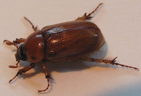 Masked Chafer