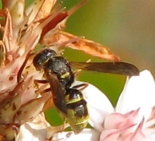 Mason Wasp