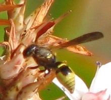 Mason Wasp