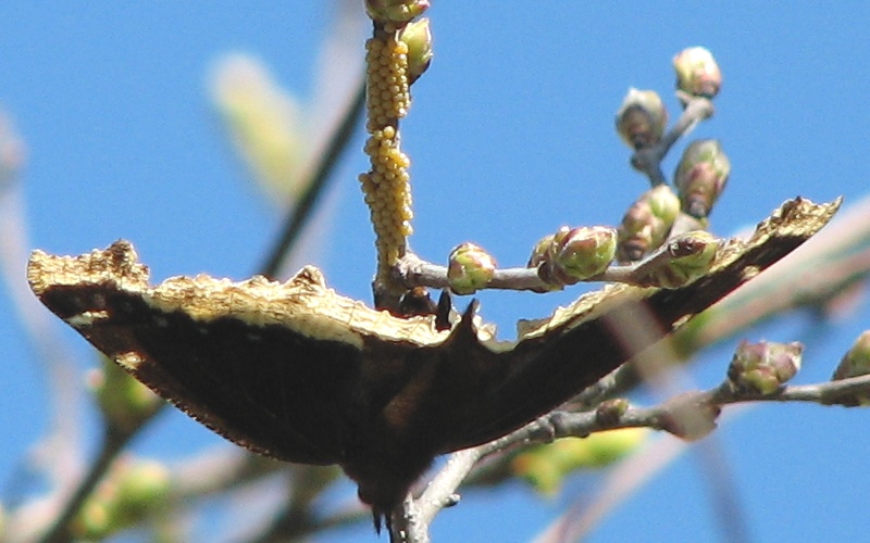 Mourning Cloak Butterfly