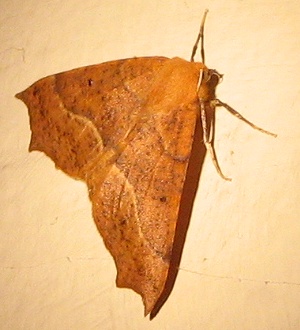 Moth