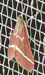 Moth