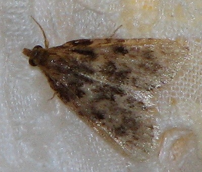 Stored Grain Moth