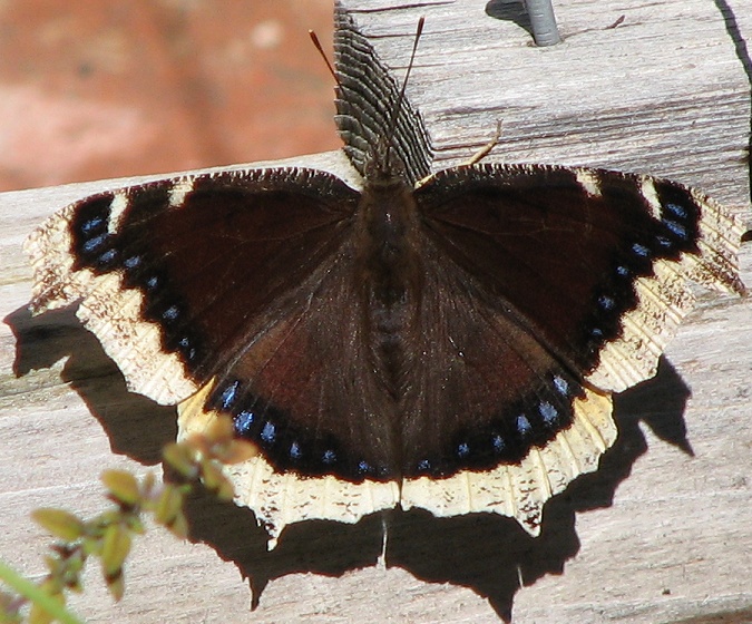 Mourning Cloak Butterfly