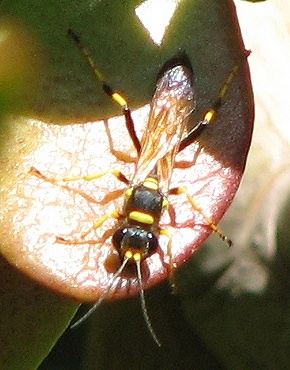 Mud Dauber