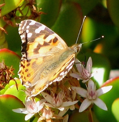 Painted Lady