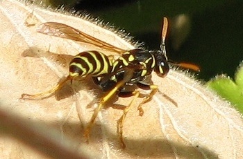 Paper Wasp