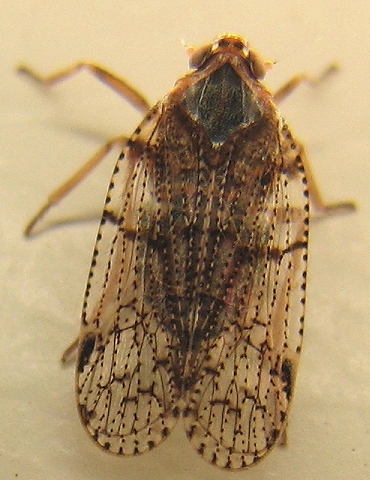 Planthopper