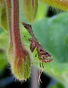 Plume Moth