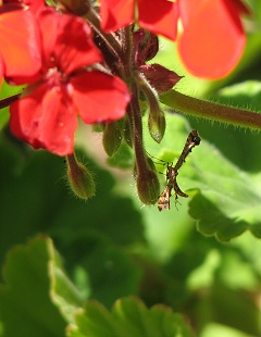 Plume Moth