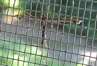 Plume Moth