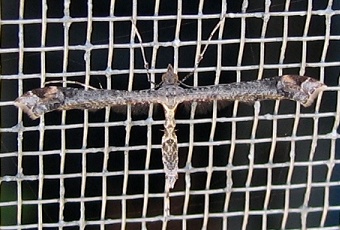 Plume Moth