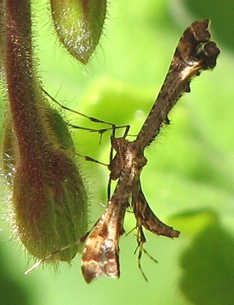 Plume Moth