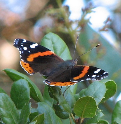 Red Admiral