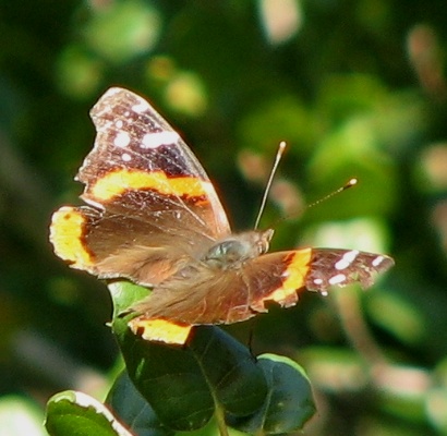 Red Admiral