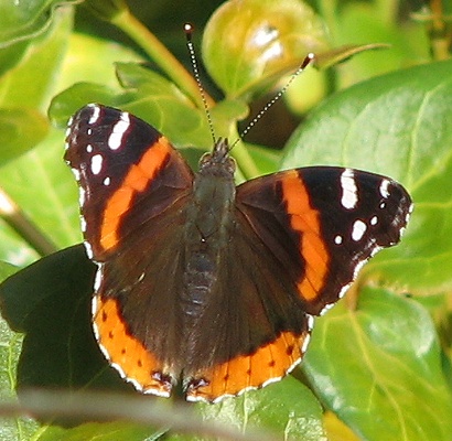 Red Admiral