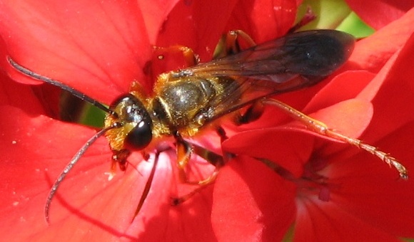 Wasp