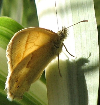 Common Ringlet