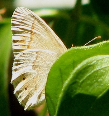 Common Ringlet