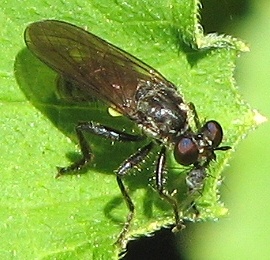 Robber Fly