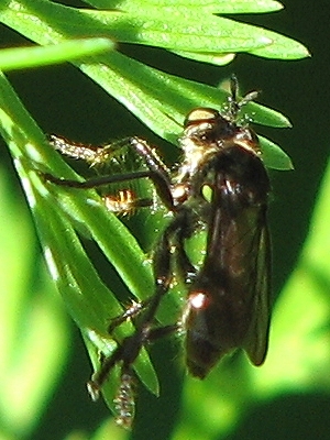 Robber Fly