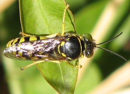 Sand Wasp