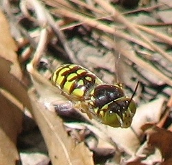 Sand Wasp