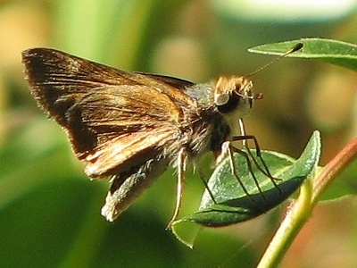 Skipper