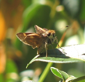 Skipper