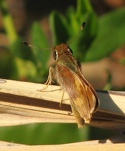 Skipper